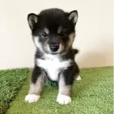 豆柴