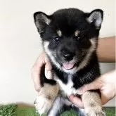 豆柴