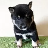 豆柴