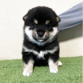 柴犬(豆柴)