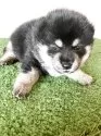豆柴【三重県・男の子・2025年3月17日・黒色】の写真13