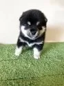 豆柴【三重県・男の子・2025年9月5日・黒色】の写真3