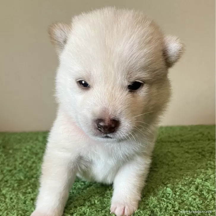ID：2407-08232の子犬