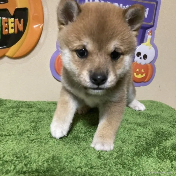 ID:2309-03839の子犬