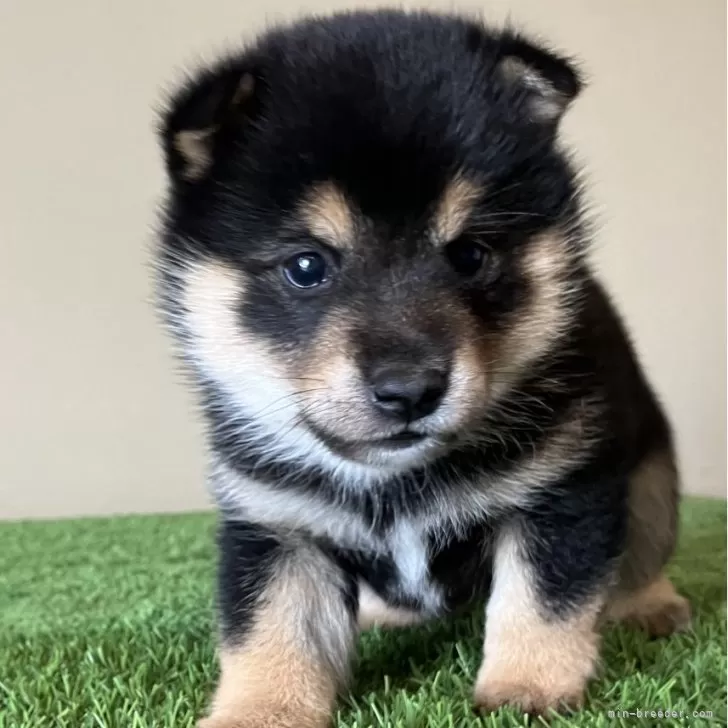げんきがいちばん 様のお迎えした子犬