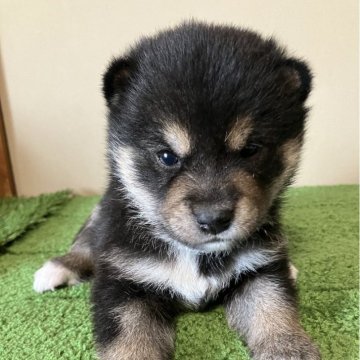 柴犬(豆柴)【三重県・男の子・2024年6月14日・黒色】の写真「つぶらな瞳の優しい顔立ちの男の子です。」