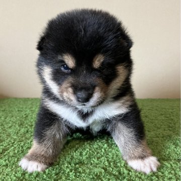 柴犬(豆柴)【三重県・男の子・2024年6月14日・黒色】の写真「キリッとした表情のイケメンタイプです。」