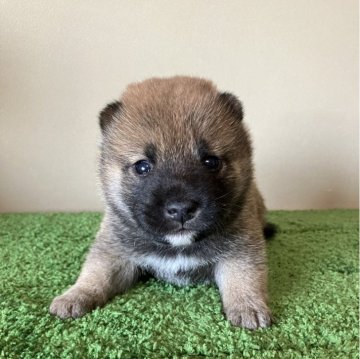 柴犬(標準サイズ)【三重県・男の子・2024年4月9日・赤色】の写真「小ぶりなサイズでムチコロの男の子です。」