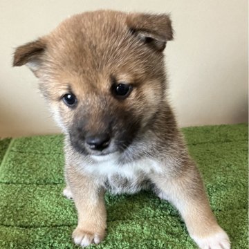 柴犬(標準サイズ)【三重県・男の子・2024年4月9日・赤色】の写真「やや小ぶりなサイズでキラキラ瞳の可愛らしい子です。」