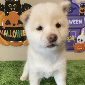 柴犬(豆柴)【三重県・女の子・2023年8月27日・白色】の写真「毛並みの綺麗なやや小柄の可愛らしいメスです！」