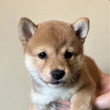 柴犬(豆柴)【三重県・男の子・2023年12月25日・赤色】の写真「ムチコロで可愛らしい男の子です。」