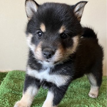 柴犬(標準サイズ)【三重県・男の子・2023年12月25日・黒色】の写真「ムチコロで愛嬌抜群です！」