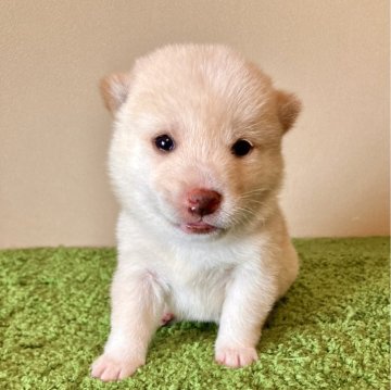 柴犬(豆柴)【三重県・女の子・2024年7月9日・白色】の写真「フワフワモコモコの小柄で可愛い女の子です。セール！」