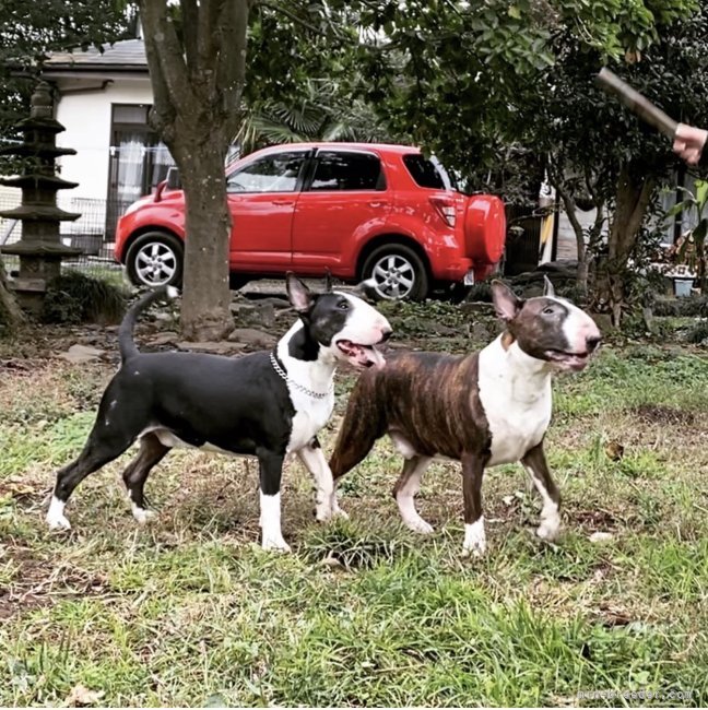 ナタリヤ　マニコ(なたりや　まにこ)ブリーダー(千葉県・ミニチュアブルテリアなど・JKC登録)の紹介写真3