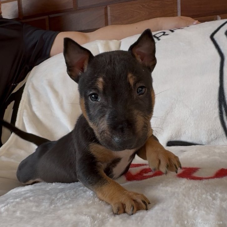 ブリーダー画像