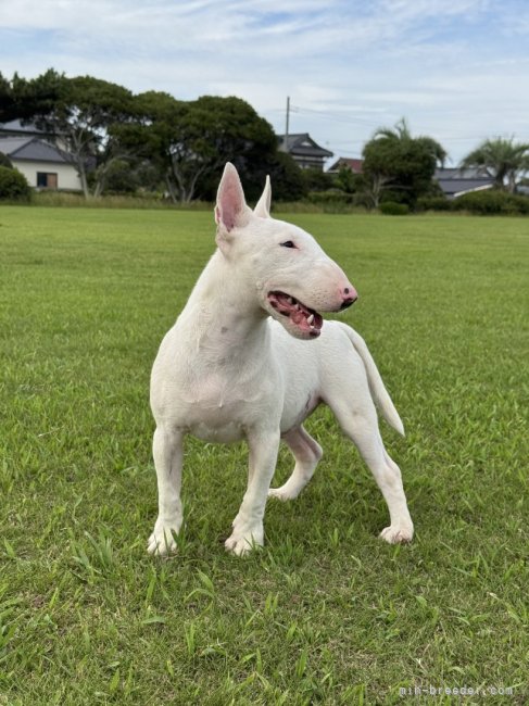 ブリーダー画像