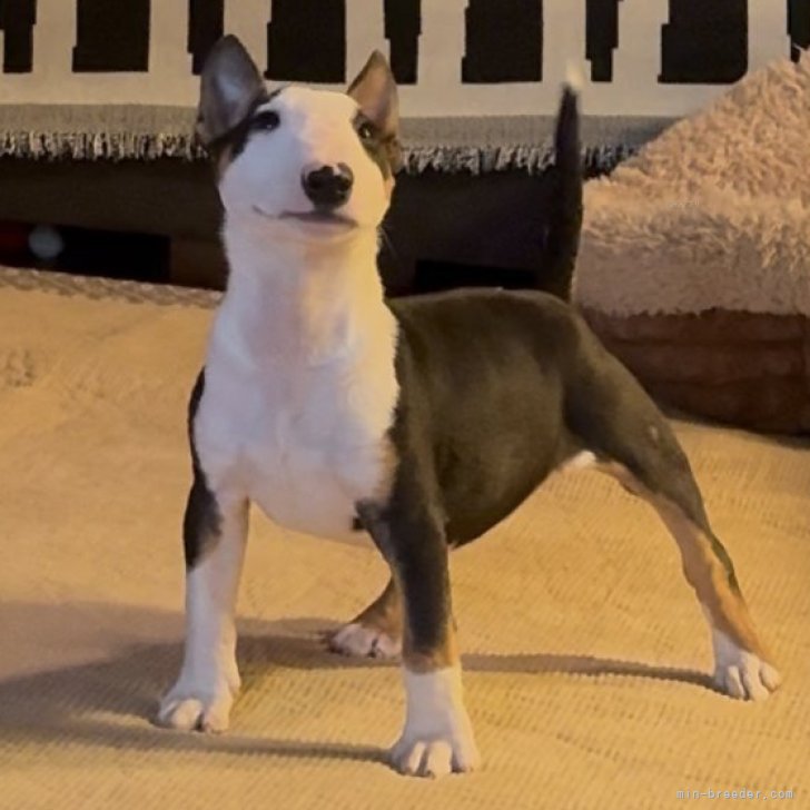 ブリーダー画像