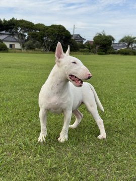 ミニチュアブルテリア【千葉県・男の子・2025年3月3日・ホワイト】の写真「体のバランスが良く綺麗な形をしています」