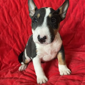 ミニチュアブルテリア【千葉県・男の子・2025年8月26日・Черный загорелый и белый】の写真「体のバランスが良く綺麗な形をしています」