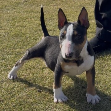 ミニチュアブルテリア【千葉県・男の子・2025年8月26日・ブラックタン&ホワイト】の写真「体のバランスが良く綺麗な形をしています」