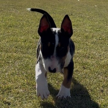 ミニチュアブルテリア【千葉県・男の子・2025年8月26日・Черный загорелый и белый❤】の写真「体のバランスが良く綺麗な形をしています」