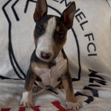 ミニチュアブルテリア【千葉県・男の子・2025年8月26日・ブラックタン&ホワイト】の写真「体のバランスが良く綺麗な形をしています」