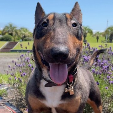 ミニチュアブルテリア【千葉県・男の子・2025年1月10日・レッドアンドホワイト】の写真「体のバランスが良く綺麗な形をしています」