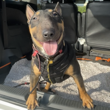 ミニチュアブルテリア【千葉県・男の子・2024年12月10日・レッドアンドホワイト】の写真「体のバランスが良く綺麗な形をしています」