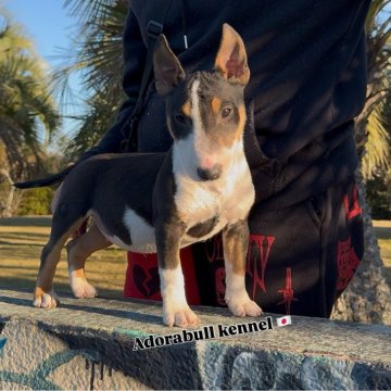 ミニチュアブルテリア【千葉県・女の子・2025年8月26日・Черный загорелый и белый】の写真「体のバランスが良く綺麗な形をしています」