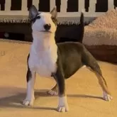 ミニチュアブルテリア