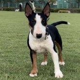 ミニチュアブルテリア