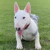 ミニチュアブルテリア