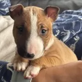 ミニチュアブルテリア