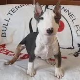 ミニチュアブルテリア【千葉県・女の子・2025年8月26日・ブラックタン&ホワイト】の写真3