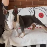 ミニチュアブルテリア【千葉県・女の子・2025年8月26日・ブラックタン&ホワイト】の写真4