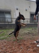 ミニチュアブルテリア【・男の子・2021年9月18日・トライ】