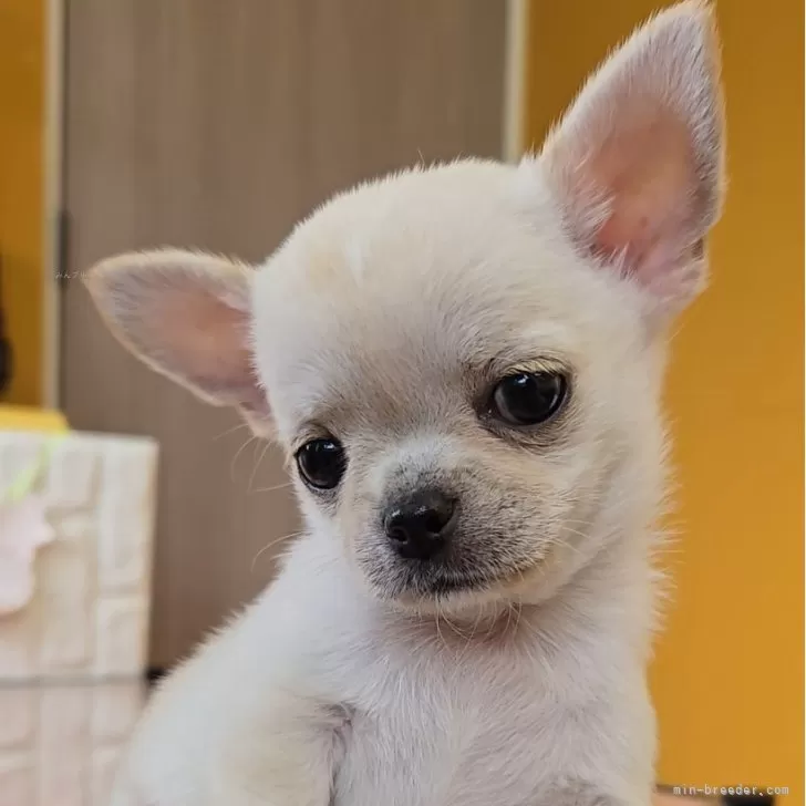 K.S 様のお迎えした子犬