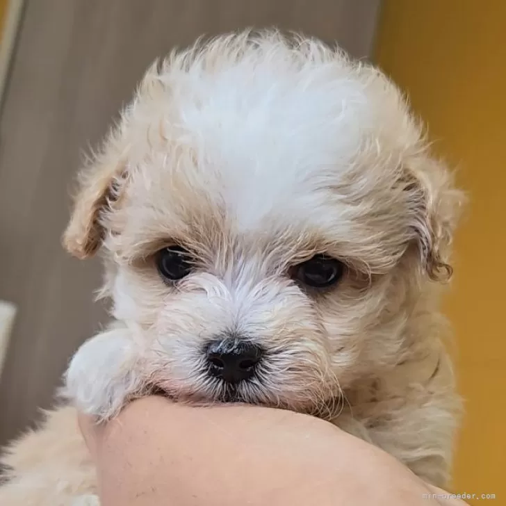 ID:2506-03896の子犬