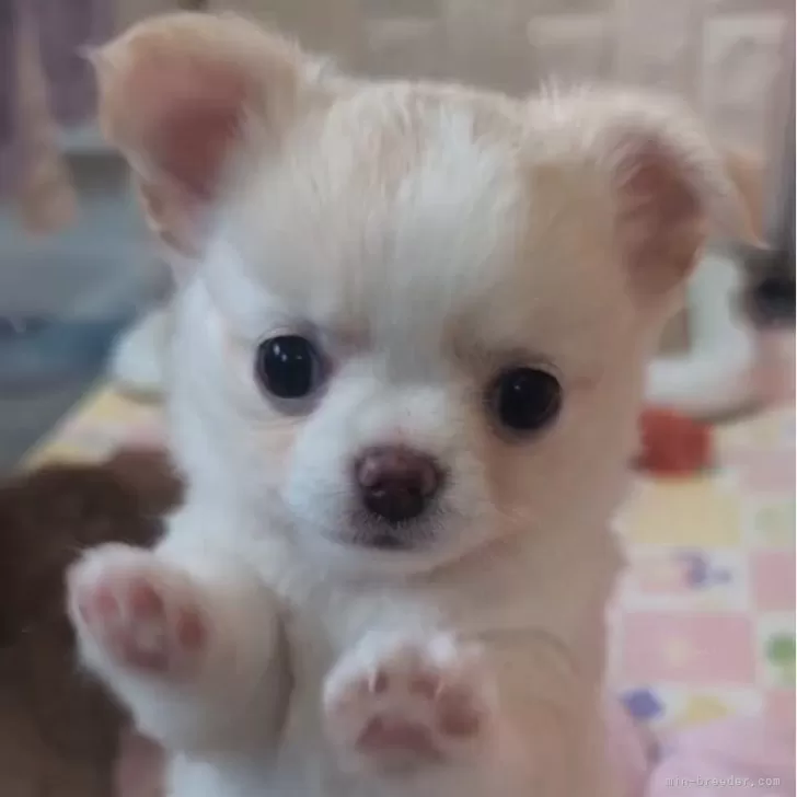 R.I 様のお迎えした子犬