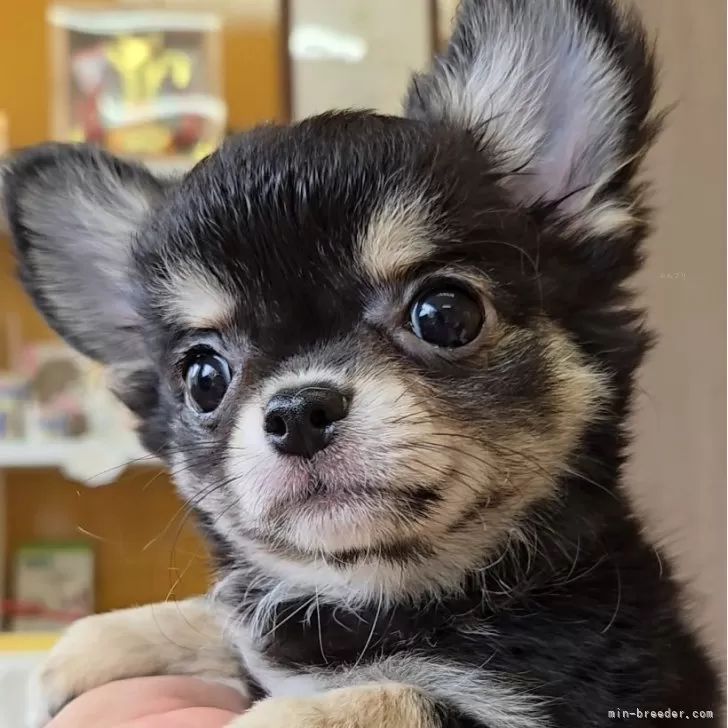 ID:2506-01522の子犬