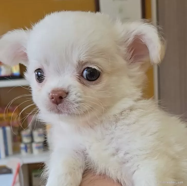 ID:2505-06149の子犬