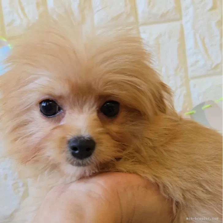 チワプー(トイプードル×チワワ)【福岡県・男の子・2025年7月17日・アプリコット】の写真1