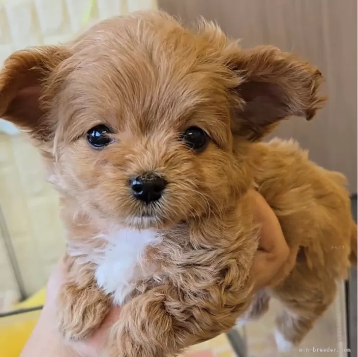 ID：2502-07166の子犬