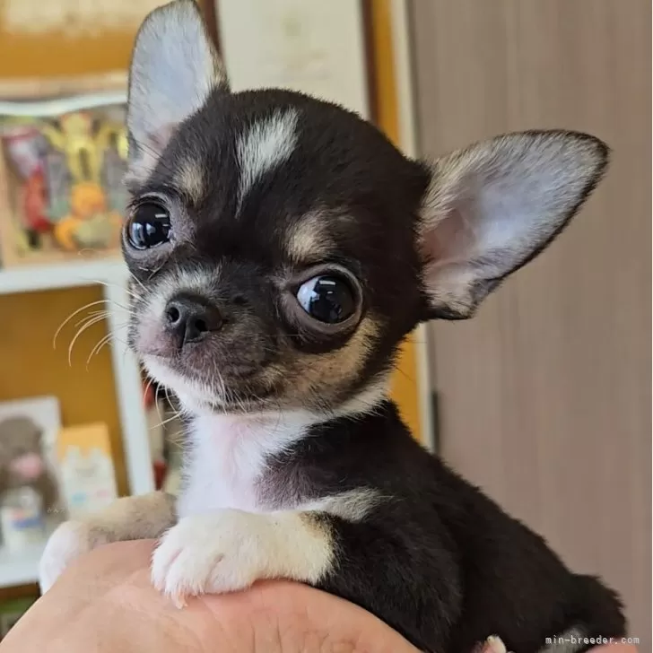 ID：2506-05594の子犬