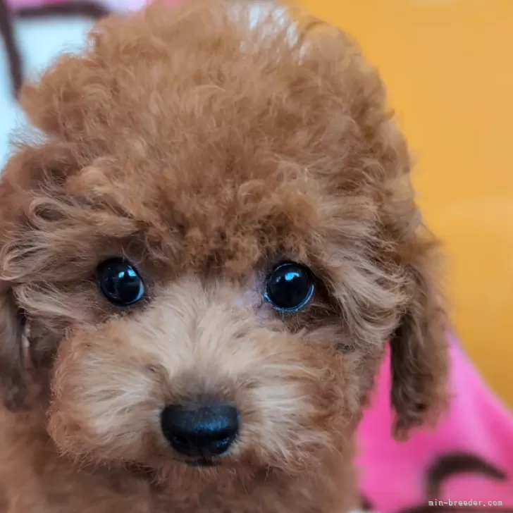 ID:2506-01530の子犬