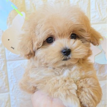 マルプー(トイプードル×マルチーズ)【福岡県・男の子・2025年9月6日・アプリコットホワイト】の写真「甘えん坊のかわいい男の子✨」