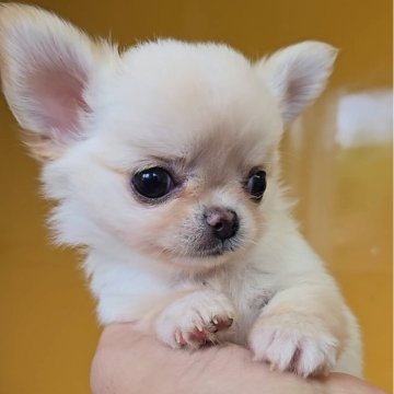 チワワ(ロング)【福岡県・男の子・2025年7月22日・クリーム】の写真「甘えん坊な激かわ男の子✨」