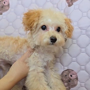 トイプードル(トイ)【福岡県・男の子・2025年7月26日・アプリコット】の写真「甘えん坊なかわいい男の子✨」