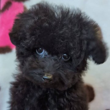 トイプードル(トイ)【福岡県・女の子・2025年7月26日・ブラック】の写真「甘えん坊なかわいい女の子♡」