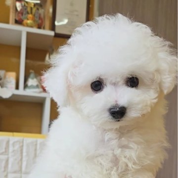 ビションフリーゼ【福岡県・女の子・2025年8月29日・ホワイト】の写真「おめめくりくり激かわちゃん♡」